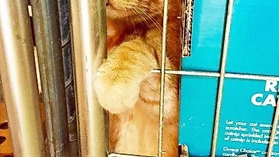 고양이 입양 위해 5천 6백키로를 달린 커플