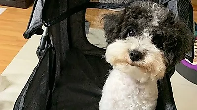 강아지유모차 '도그차', 브레이크 제어 기능 탑재로 안전성 높여