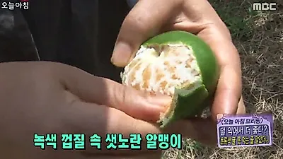 9월 가을 새콤한 '청귤' 먹는 법은? 덜 익은 제주 감귤 풋귤로 청귤청만들기 레시피