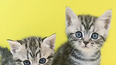 프리미엄 고양이 분양샵 나비캣, 철저한 사후관리를 제공하는 믿을만한 애묘샵