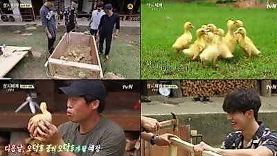 '삼시세끼', 오리 12마리 등장...손오리들 매력에 '풍덩'