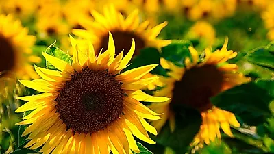 연인에게 꽃다발 선물하기 좋은 태양을 바라보는 여름 꽃 '해바라기' 꽃말은?