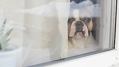 留守にする際、愛犬を誰に預けるべきか