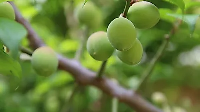 [6월 제철음식] 체했을 때·피로회복에 좋은 '매실 효능', 알토란 매실장아찌·수미네반찬 매실청 만드는 법은?