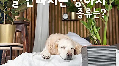 [PET] 털 안빠지는 강아지, 비염있는 예비 개엄마·아빠가 알아야 할 정보는?