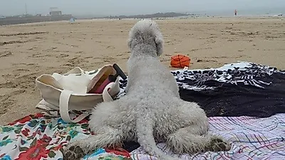 엄지원 반려견, 요염한 뒤태 포착