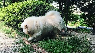 다나 반려견 저스틴, 푸른 들판서 신나게 산책 중