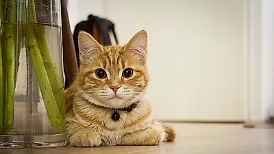고양이 보호를 위한 굿네이버 프로젝트