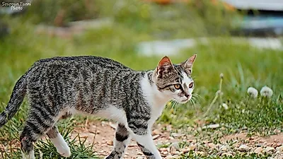고양이 인간과 공존한 역사 더 길다.