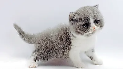 고양이 전문 분양 업체 ‘제나캣’, 분양가 최대 80% 할인 이벤트 진행 소식 알려