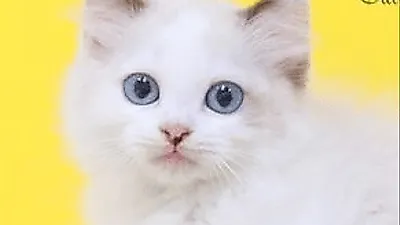 프리미엄 고양이 분양샵 나비캣, 필수 검진항목 및 예방접종 철저히 완료된 고양이만을 분양
