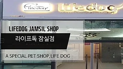 송파ㆍ강남ㆍ잠실 지역 애견분양 라이프독 잠실점, 말티즈, 비숑, 포메라니안 건강하고 다양한 자견 분양 중