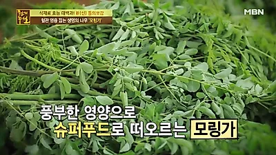 [염증에좋은음식] '천기누설' 슈퍼푸드 모링가 효능, 분말 활용한 '셰이크+달걀찜+시금치나물' 모링가 먹는 법