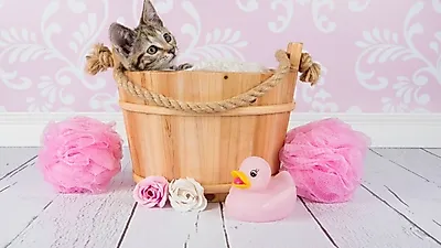 고양이 피부 기생충 없애는 방법은? 바로 목욕!