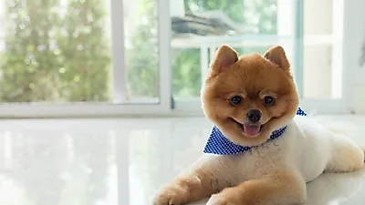 집 안에서 반려견에게 위험한 공간은 어디?