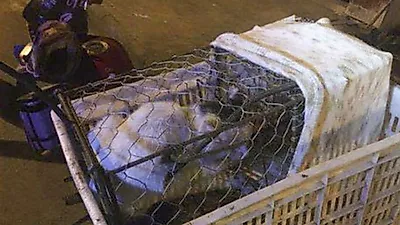 '노력도 가상한' 中 형제, 전기 철창 설계해 주인 있는 고양이 훔쳐 내다 팔아