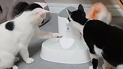 고인 물을 싫어하는 고양이들, 엘스펫 고양이 정수기로 처방받자