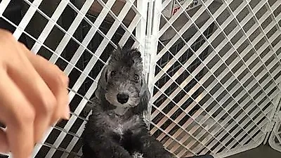 엄지원 반려견, "우리 비키 꼬꼬마 시절"