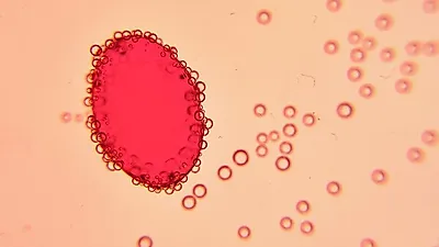 내장 기름때 빼는 '크릴오일' 효능·부작용, 뱃살 빼는 법으로 효과 뛰어나... 남극크릴오일 제대로 선택하는 방법