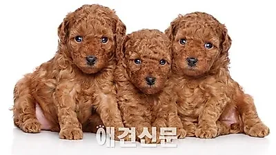 점점 늘어가는 애완용품 매장, 일부 가맹사업체 법적인 문제 심각.