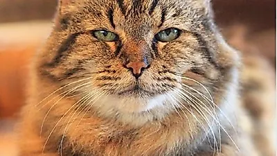 121살 기네스북 고양이 코듀로이