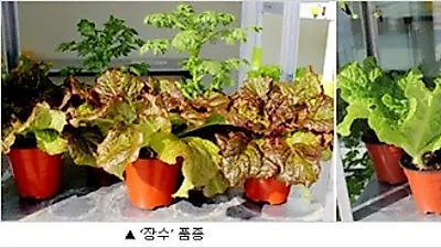 아파트 베란다에서 상추를 키워볼까요?