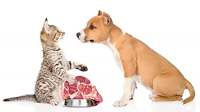 개·고양이, 날고기 먹어도 괜찮을까?