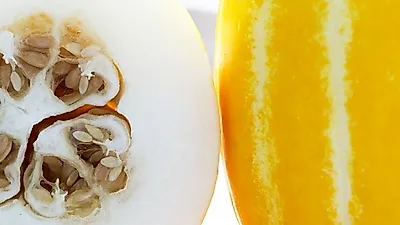 제철 맞아 달콤한 '참외' 효능·부작용... 참외 100g 31 칼로리, 참외 한 개 칼로리는? 참외장아찌 만드는 법 소개