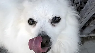 반려견이 자신의 몸을 과하게 핥고 있다면... '핥음육아종' 주의!
