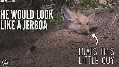 캥거루와 햄스터 사이에 아기가 태어난다면?
