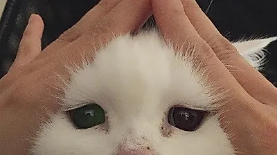 아이비, 반려묘 향해 "보고싶어 코딱지야"