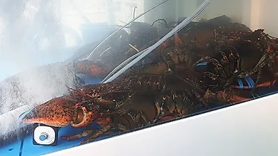 이천맛집 아이엠씨푸드, 직판장 운영으로 싱싱한 대게와 킹크랩 저렴한 가격에 맛볼 수 있어