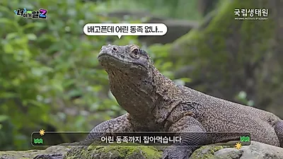 코모도왕도마뱀 사냥 비결은 침 속 박테리아 아닌 독샘과 톱니 모양 이빨