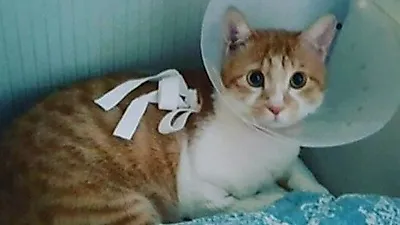 장나라 반려묘, 꼬깔써도 귀여워
