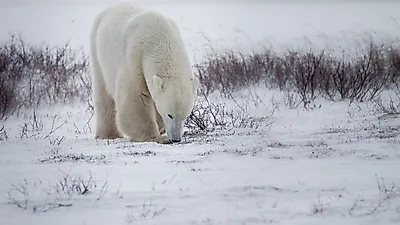 굶어 죽어가는 북극곰, 기후 변화가 낳은 광경
