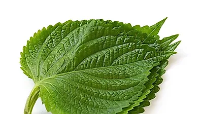 입맛을 살려줄 깻잎 장아찌 만드는법