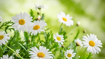 '캐모마일차 효능', 불면증에 효과적