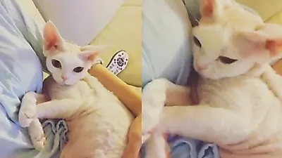 민효린, 우유빛깔 반려묘 "아가아가해"