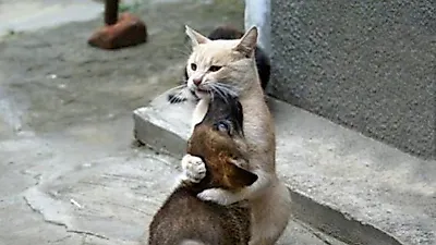 강아지, 비굴하게 고양이에게 안기다