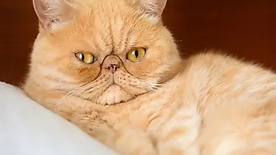 코가 눌린 외모의 페르시안 고양이