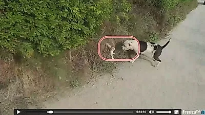 [사건] 동물자유연대, 생방송서 잔혹한 동물 영상 공개한 BJ '불기소처분' 항의