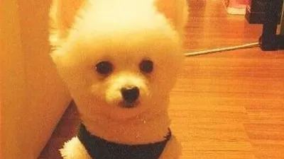 티아라 보람, 인형 같은 반려견 공개 "우디 멍멍"