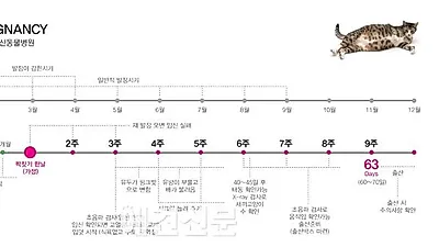 [백산동물병원 건강칼럼] 우리집 고양이, 발정이 왔다면?