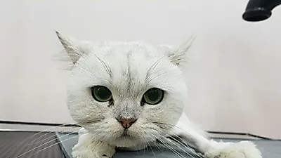 인천고양이미용업체 '꼬리치랑개' 고양이무마취미용 서비스 진행