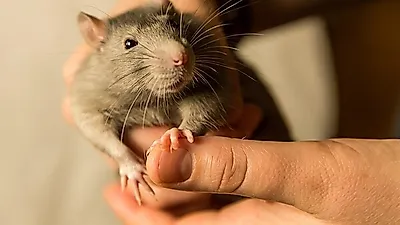 한 손에 쏙, 작고 사랑스러운 반려동물 '쥐'
