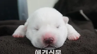 오송 국제바이오엑스포 마스코트 복제견 '동경이' 탄생