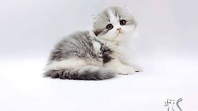 고양이 분양 전문업체 ‘제나캣’ 분양 관련 다양한 혜택 담은 프로모션 진행