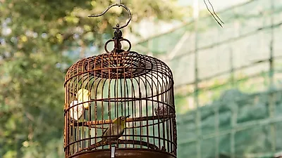 새 입양하기 전 고려해야 할 것