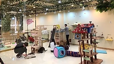 데이트 장소로 이색 동물 카페 찾고 있다면 미어캣 카페 '미어캣프랜즈','에덴미어캣프랜즈'