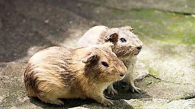 유지 관리 까다로운 햄스터, 취약한 질병은?